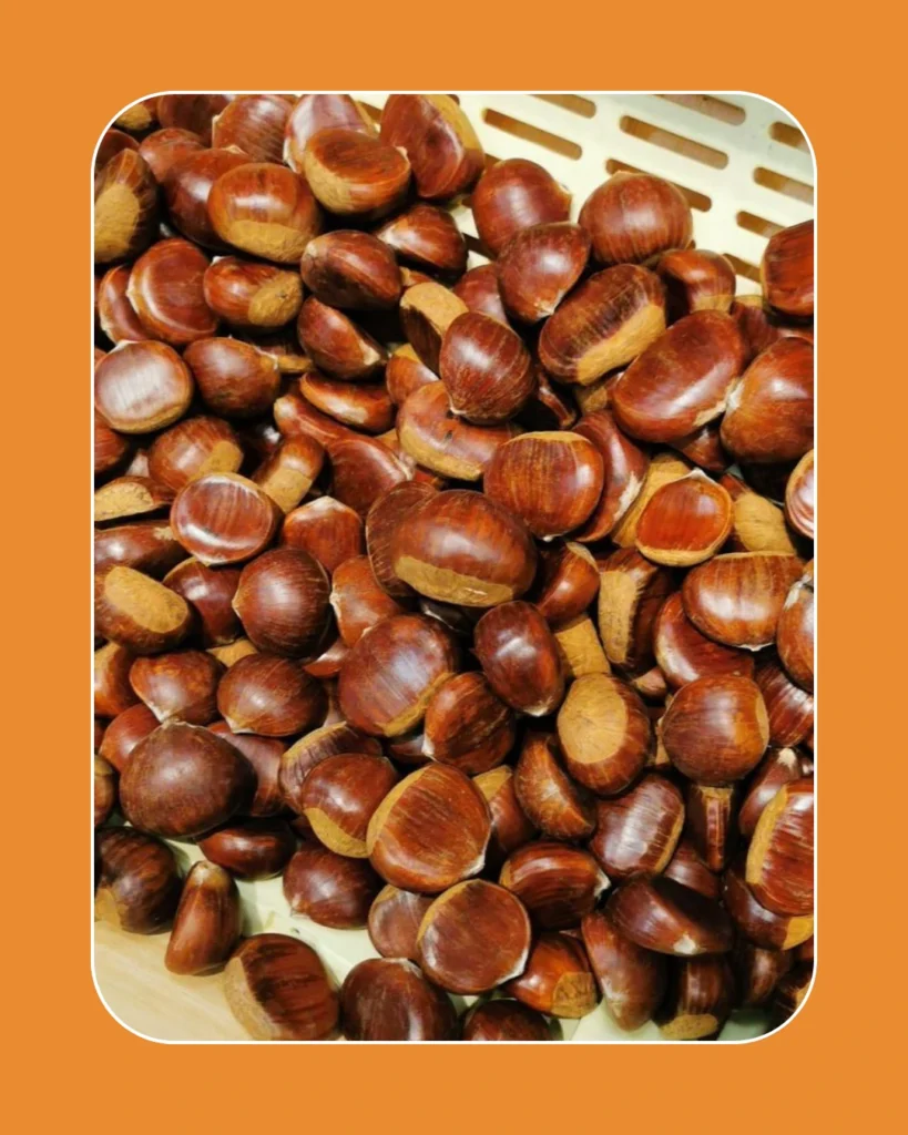 Châtaignes fraîches sélectionnées pour castagnades et événements préparées par le service Marunat